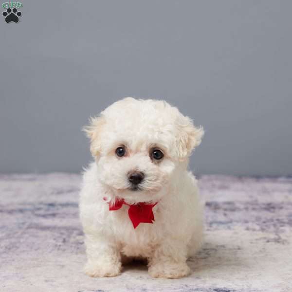 Pal, Bichon Frise Puppy